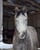 Horse ad