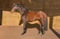 Horse ad