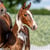Annuncio cavallo