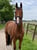 Annuncio cavallo