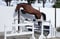 Annuncio cavallo