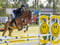 Annuncio cavallo