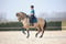 Horse ad