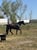 Horse ad