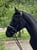 Annuncio cavallo