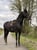 Horse ad