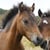 Annuncio cavallo
