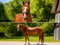 Anuncio de caballos