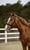 Annuncio cavallo