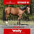 Paardadvertentie
