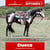 Annuncio cavallo