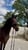 Annonce cheval