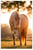 Annuncio cavallo