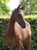 Annonce cheval