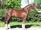 Annuncio cavallo
