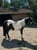 Horse ad