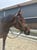 Annuncio cavallo
