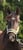 Horse ad
