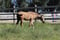Annuncio cavallo