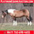 Horse ad