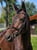 Horse ad
