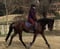 Horse ad