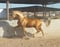 Horse ad