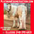 Horse ad