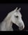 Horse ad
