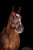 Horse ad