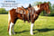 Horse ad