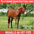 Horse ad