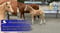 Anuncio de caballos