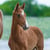 Horse ad