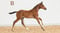 Annuncio cavallo