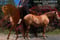Annuncio cavallo