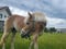 Horse ad