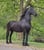 Horse ad