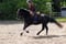Horse ad