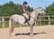 Annuncio cavallo