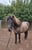 Annonce cheval