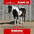 Annuncio cavallo