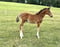 Horse ad
