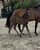 Horse ad