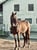 Horse ad
