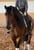 Annuncio cavallo