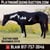 Horse ad