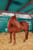 Horse ad