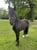 Annuncio cavallo