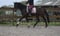Annuncio cavallo